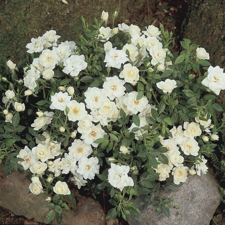 'White Cover'® Rosa X 'White Cover'® (Bunddækkerose) A-Kvalitet,- barrods roser min. 3 grene 'White Cover'® Rosa X 'White Cover'® (Bunddækkerose) A-Kvalitet,- Barrods Roser Min. 3 Grene -Plantetorvet p376 52027 rosa x white cover bunddaekkerose 544a