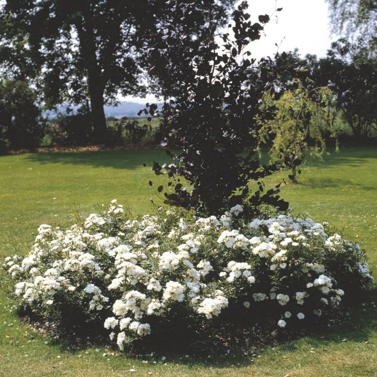 'White Cover'® Rosa X 'White Cover'® (Bunddækkerose) A-Kvalitet,- barrods roser min. 3 grene 'White Cover'® Rosa X 'White Cover'® (Bunddækkerose) A-Kvalitet,- Barrods Roser Min. 3 Grene -Plantetorvet p376 52028 rosa x white cover bunddaekkerose 0581
