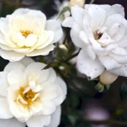 'White Cover'® Rosa X 'White Cover'® (Bunddækkerose) A-Kvalitet,- Barrods Roser Min. 3 Grene 8 'White Cover'® Rosa X 'White Cover'® (Bunddækkerose) A-Kvalitet,- Barrods Roser Min. 3 Grene -Plantetorvet p376 52029 rosa x white cover bunddaekkerose 1712