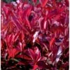 Glansmispel 'Red Robin' Photinia Fraseri 'Red Robin' Potte 2,0 Liter,- 30-40 Cm. -Plantetorvet p3776 42774 photinia fraseri red robin 37df