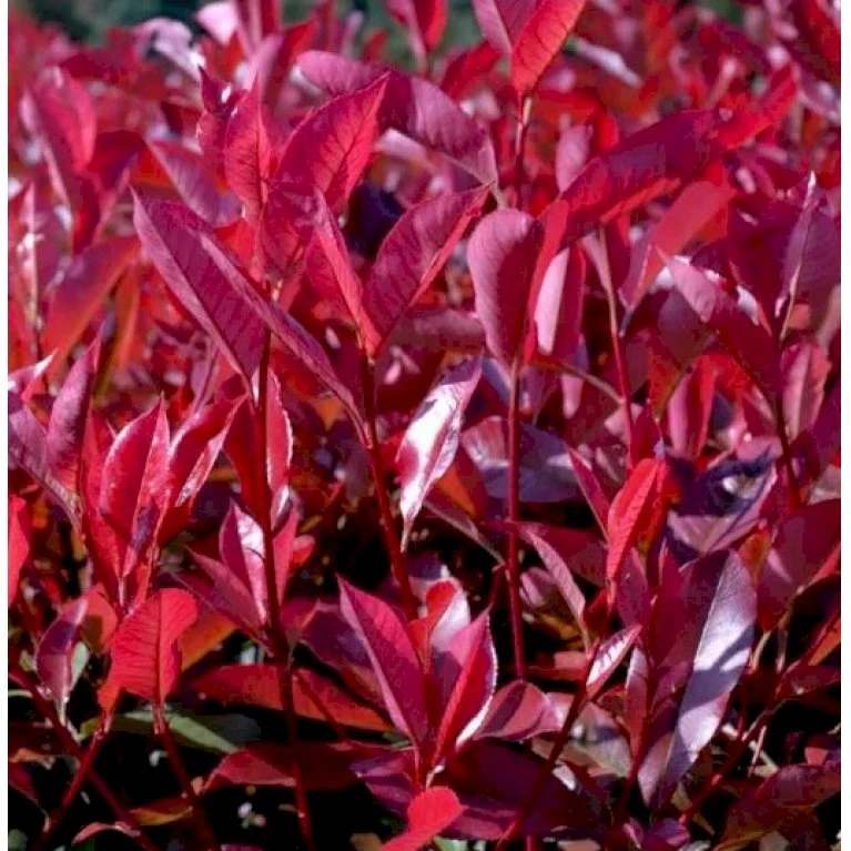 Glansmispel 'Red Robin' Photinia Fraseri 'Red Robin' Potte 2,0 liter,- 30-40 cm. Glansmispel 'Red Robin' Photinia Fraseri 'Red Robin' Potte 2,0 Liter,- 30-40 Cm. -Plantetorvet p3776 42774 photinia fraseri red robin 37df