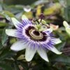 Passionsblomst Passiflora Caerulea Potte 2,0 Liter,- Opbundet -Plantetorvet p3802 45891 passiflora caerulea f9ea
