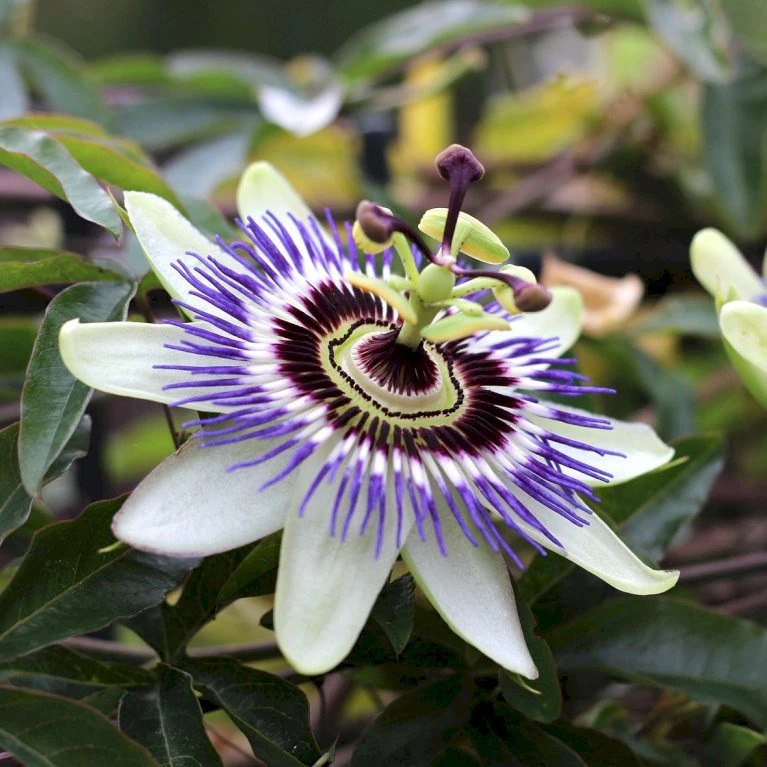 Passionsblomst Passiflora Caerulea Potte 2,0 liter,- Opbundet Passionsblomst Passiflora Caerulea Potte 2,0 Liter,- Opbundet -Plantetorvet p3802 45891 passiflora caerulea f9ea