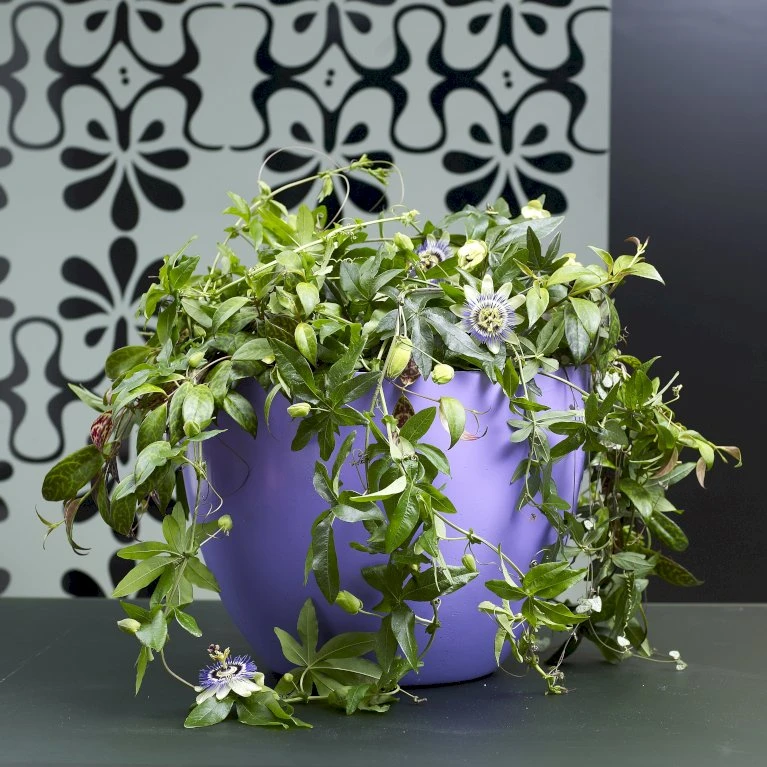 Passionsblomst Passiflora Caerulea Potte 2,0 liter,- Opbundet Passionsblomst Passiflora Caerulea Potte 2,0 Liter,- Opbundet -Plantetorvet p3802 48782 passiflora caerulea 8c72