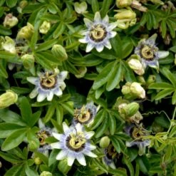 Passionsblomst Passiflora Caerulea Potte 2,0 Liter,- Opbundet 4 Passionsblomst Passiflora Caerulea Potte 2,0 Liter,- Opbundet -Plantetorvet p3802 48783 passiflora caerulea df67