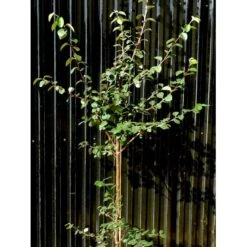 Æblekvæde 'Konstantinopel' Cydonia Oblonga 'Konstantinopel' Potte 7,5 Liter 125-150 Cm.