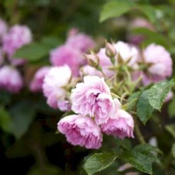 Rynket Rose 'Pink Grootendorst' Rosa Rugosa 'Pink Grootendorst' A-Kvalitet,- Barrods Roser Min. 3 Grene -Plantetorvet p380 52499 rosa rugosa pink grootendorst 319b