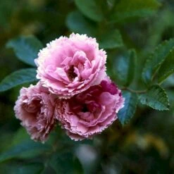 Rynket Rose 'Pink Grootendorst' Rosa Rugosa 'Pink Grootendorst' A-Kvalitet,- Barrods Roser Min. 3 Grene -Plantetorvet p380 52500 rosa rugosa pink grootendorst 56de