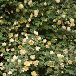 Gul Kinarose Rosa Hugonis (Hugo-rose) A-Kvalitet,- Barrods Roser Min. 3 Grene 3 Gul Kinarose Rosa Hugonis (Hugo-rose) A-Kvalitet,- Barrods Roser Min. 3 Grene -Plantetorvet p384 52870 rosa hugonis hugo rose 1206