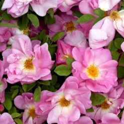 'Marguerite Hilling' Rosa Moyesii 'Marguerite Hilling' (Mandarinrose) A-Kvalitet,- Barrods Roser Min. 3 Grene