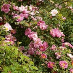 'Marguerite Hilling' Rosa Moyesii 'Marguerite Hilling' (Mandarinrose) A-Kvalitet,- Barrods Roser Min. 3 Grene -Plantetorvet p386 52459 rosa moyesii marguerite hilling mandarinrose 6ec9