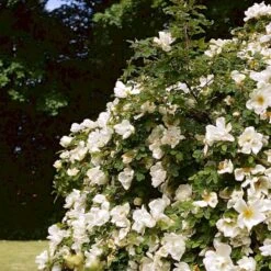 'Nevada' Rosa Moyesii 'Nevada' (Mandarinrose) A-Kvalitet,- Barrods Roser Min. 3 Grene -Plantetorvet p387 52477 rosa moyesii nevada mandarinrose 597f