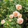 'Frühlingsduft'® Rosa Pimpinellifolia 'Frühlingsduft'® (Klitrose) A-Kvalitet,- Barrods Roser Min. 3 Grene -Plantetorvet p388 52393 rosa pimpinellifolia fruehlingsduft e367