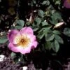 'Frühlingsmorgen'® Rosa Pimpinellifolia 'Frühlingsmorgen'® (Klitrose) A-Kvalitet,- Barrods Roser Min. 3 Grene 2 'Frühlingsmorgen'® Rosa Pimpinellifolia 'Frühlingsmorgen'® (Klitrose) A-Kvalitet,- Barrods Roser Min. 3 Grene -Plantetorvet p390 52396 rosa pimpinellifolia fruehlingsmorgen buskrose 3d40