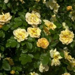 'Maigold'® Rosa Pimpinellifolia 'Maigold'® (Klitrose) A-Kvalitet,- Barrods Roser Min. 3 Grene -Plantetorvet p391 53608 rosa pimpinellifolia maigold klitrose 5b4a