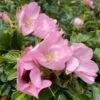 Rynket Rose 'Fru Dagmar Hastrup' Rosa Rugosa 'Fru Dagmar Hastrup' A-Kvalitet,- Barrods Roser Min. 3 Grene -Plantetorvet p392 52391 rosa rugosa fru dagmar hastrup fdfa
