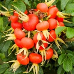 Rynket Rose 'Fru Dagmar Hastrup' Rosa Rugosa 'Fru Dagmar Hastrup' A-Kvalitet,- Barrods Roser Min. 3 Grene -Plantetorvet p392 54008 rosa rugosa fru dagmar hastrup d459