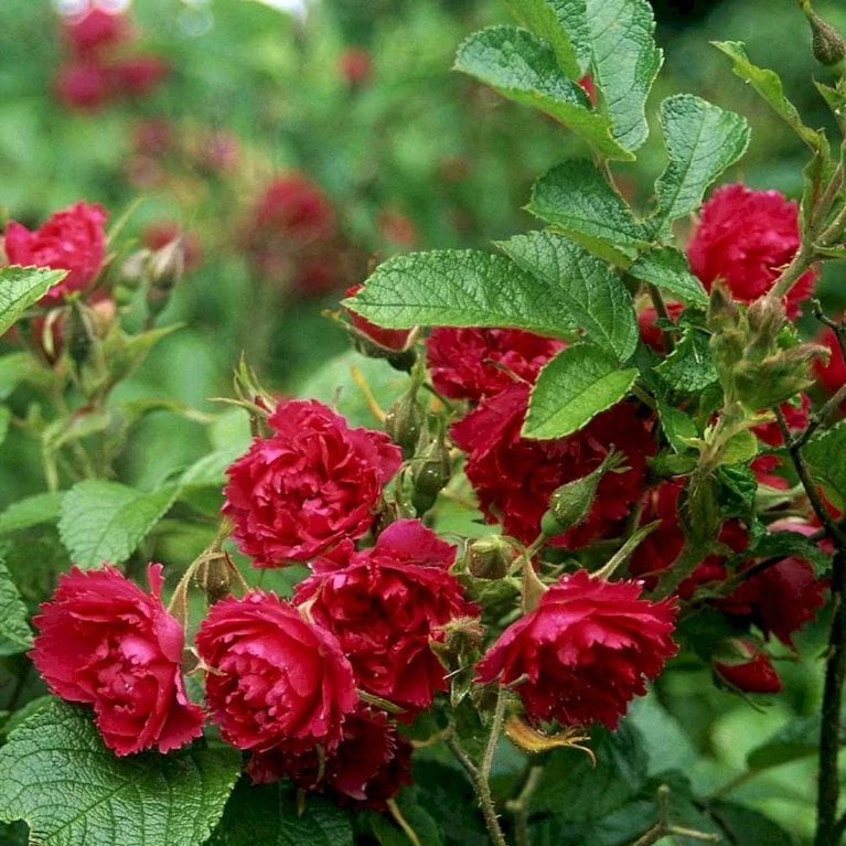 Rynket Rose 'F. J. Grootendorst' Rosa Rugosa 'F. J. Grootendorst' A-Kvalitet,- barrods roser min. 3 grene Rynket Rose 'F. J. Grootendorst' Rosa Rugosa 'F. J. Grootendorst' A-Kvalitet,- Barrods Roser Min. 3 Grene -Plantetorvet p393 52383 rosa rugosa f j grootendorst cb18
