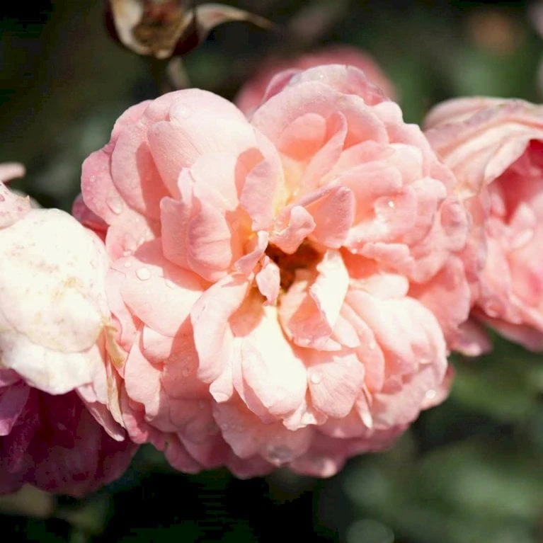 'Sissel™ Renaissance'® Rosa X 'Sissel™ Renaissance'® (Renaissancerose) A-Kvalitet,- barrods roser min. 3 grene 'Sissel™ Renaissance'® Rosa X 'Sissel™ Renaissance'® (Renaissancerose) A-Kvalitet,- Barrods Roser Min. 3 Grene -Plantetorvet p3949 52201 rosa x sissel renaissance renaissancerose 2da5