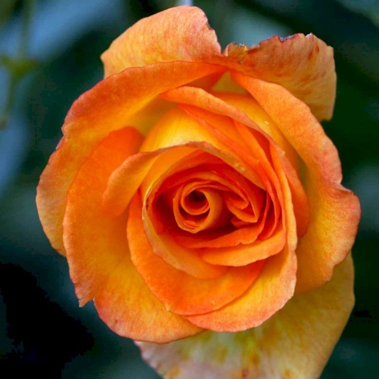 'Sahara'® Rosa X 'Sahara'® A-Kvalitet,- barrods roser min. 3 grene 'Sahara'® Rosa X 'Sahara'® A-Kvalitet,- Barrods Roser Min. 3 Grene -Plantetorvet p3952 52885 rosa x sahara storblomstrende 82bc