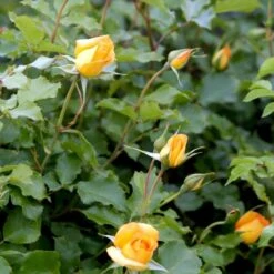 'Sahara'® Rosa X 'Sahara'® A-Kvalitet,- Barrods Roser Min. 3 Grene 5 'Sahara'® Rosa X 'Sahara'® A-Kvalitet,- Barrods Roser Min. 3 Grene -Plantetorvet p3952 52886 rosa x sahara storblomstrende 26de