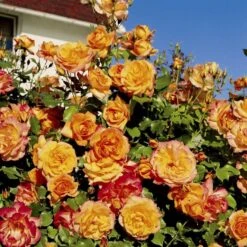 'Sahara'® Rosa X 'Sahara'® A-Kvalitet,- Barrods Roser Min. 3 Grene 6 'Sahara'® Rosa X 'Sahara'® A-Kvalitet,- Barrods Roser Min. 3 Grene -Plantetorvet p3952 54035 rosa x sahara storblomstrende c256