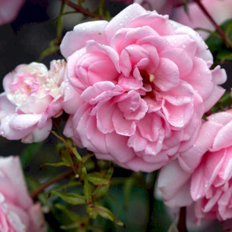 'Home And Garden'® Rosa X 'Home And Garden'® (Buketrose) A-Kvalitet,- barrods roser min. 3 grene 'Home And Garden'® Rosa X 'Home And Garden'® (Buketrose) A-Kvalitet,- Barrods Roser Min. 3 Grene -Plantetorvet p3953 51531 rosa x home and garden buketrose 3b88