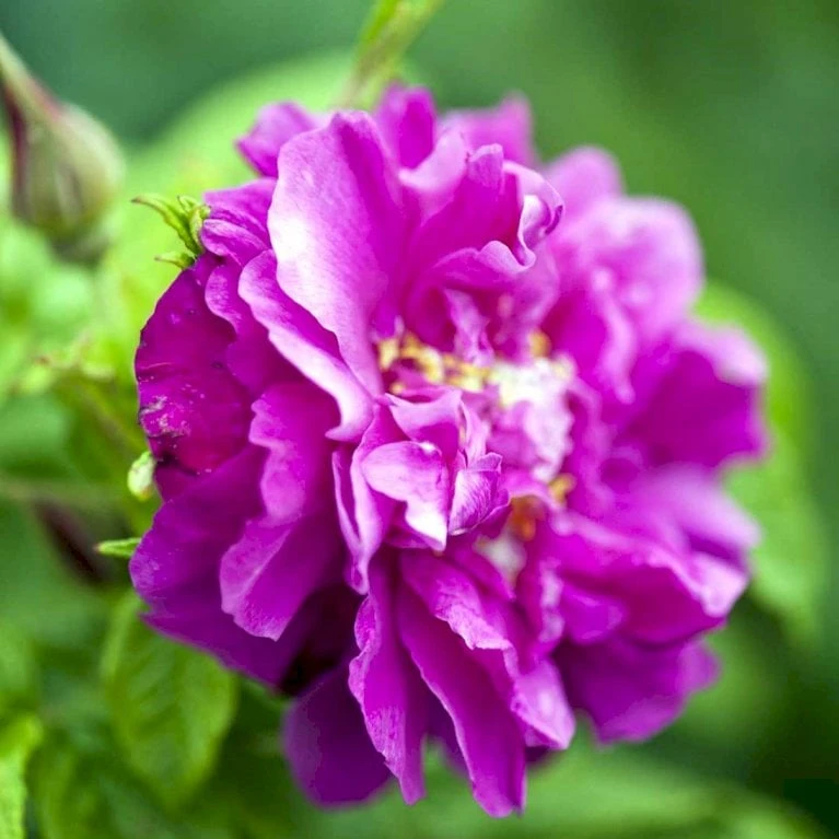 Rynket Rose 'Hansa' Rosa Rugosa 'Hansa' A-Kvalitet,- barrods roser min. 3 grene Rynket Rose 'Hansa' Rosa Rugosa 'Hansa' A-Kvalitet,- Barrods Roser Min. 3 Grene -Plantetorvet p395 52417 rosa rugosa hansa 5db7