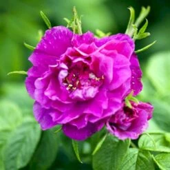 Rynket Rose 'Hansa' Rosa Rugosa 'Hansa' A-Kvalitet,- Barrods Roser Min. 3 Grene 4 Rynket Rose 'Hansa' Rosa Rugosa 'Hansa' A-Kvalitet,- Barrods Roser Min. 3 Grene -Plantetorvet p395 52418 rosa rugosa hansa b3be
