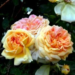 'Alchymist' Rosa X 'Alchymist' (Slyngrose) A-Kvalitet,- Barrods Roser Min. 3 Grene -Plantetorvet p3977 52299 rosa x alchymist slyngrose 92f7