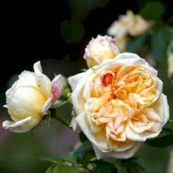 'Alchymist' Rosa X 'Alchymist' (Slyngrose) A-Kvalitet,- Barrods Roser Min. 3 Grene -Plantetorvet p3977 52300 rosa x alchymist slyngrose 392b