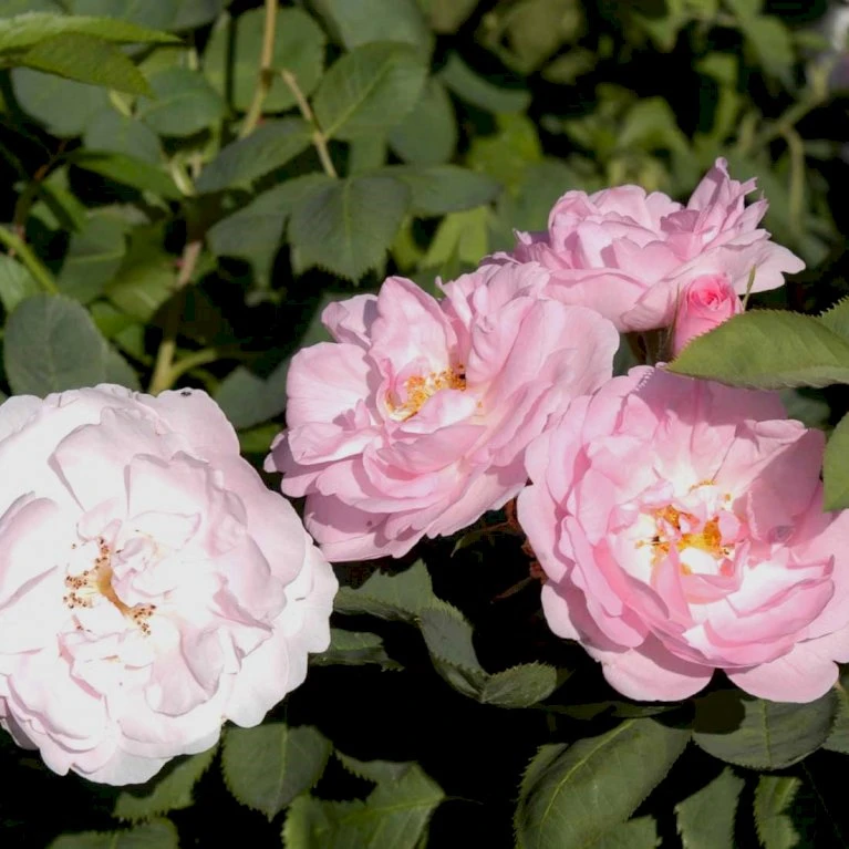 'Celestial' Rosa Alba 'Celestial' (Albarose) A-Kvalitet,- barrods roser min. 3 grene 'Celestial' Rosa Alba 'Celestial' (Albarose) A-Kvalitet,- Barrods Roser Min. 3 Grene -Plantetorvet p3987 52325 rosa alba celestial albarose 54f1