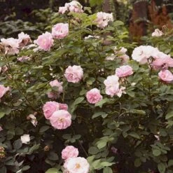 'Celestial' Rosa Alba 'Celestial' (Albarose) A-Kvalitet,- Barrods Roser Min. 3 Grene 4 'Celestial' Rosa Alba 'Celestial' (Albarose) A-Kvalitet,- Barrods Roser Min. 3 Grene -Plantetorvet p3987 52326 rosa alba celestial albarose 9876