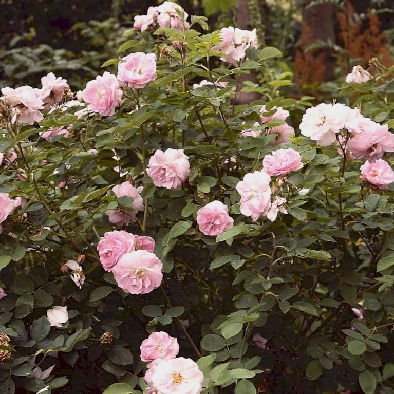 'Celestial' Rosa Alba 'Celestial' (Albarose) A-Kvalitet,- barrods roser min. 3 grene 'Celestial' Rosa Alba 'Celestial' (Albarose) A-Kvalitet,- Barrods Roser Min. 3 Grene -Plantetorvet p3987 52326 rosa alba celestial albarose 9876