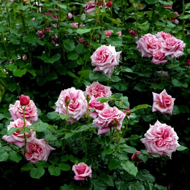 'Aloha' Rosa X 'Aloha' (Slyngrose) A-Kvalitet,- barrods roser min. 3 grene 'Aloha' Rosa X 'Aloha' (Slyngrose) A-Kvalitet,- Barrods Roser Min. 3 Grene -Plantetorvet p398 52302 rosa x aloha buskrose d40f