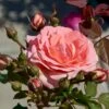 'Amelia™ Renaissance'® Rosa X 'Amelia™ Renaissance'® (Renaissancerose) A-Kvalitet,- Barrods Roser Min. 3 Grene -Plantetorvet p399 52089 rosa x amelia renaissance renaissancerose 4a3b