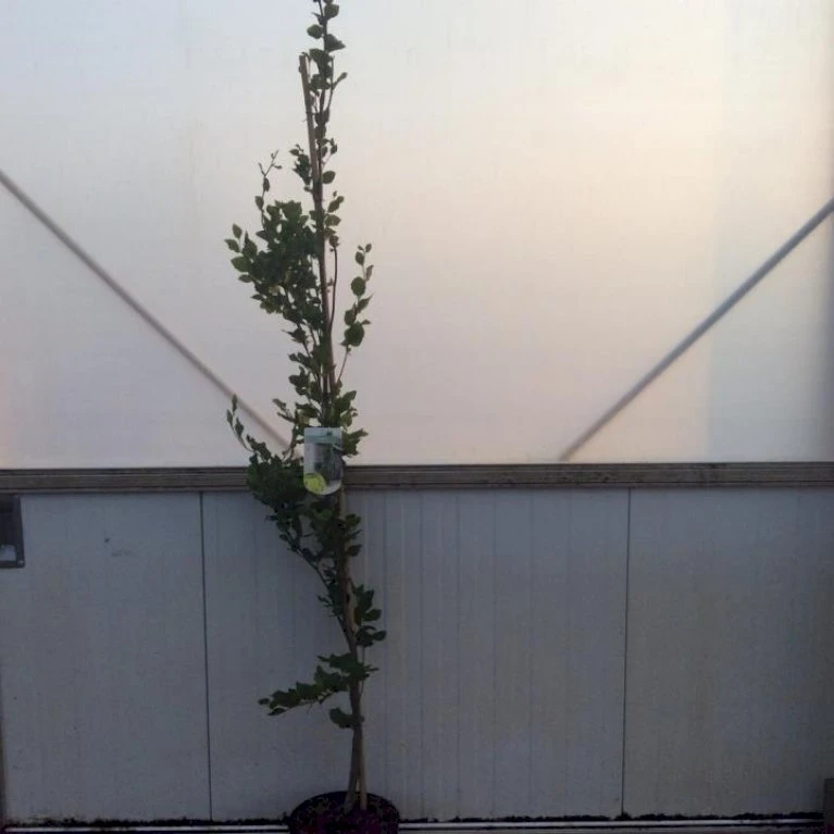 Gul Søjlebøg 'Dawyck Gold' Fagus Sylvatica 'Dawyck Gold' Potte 15 liter,- 200-250 cm. Gul Søjlebøg 'Dawyck Gold' Fagus Sylvatica 'Dawyck Gold' Potte 15 Liter,- 200-250 Cm. -Plantetorvet p4013 42582 fagus sylvatica dawyck gold b6b7