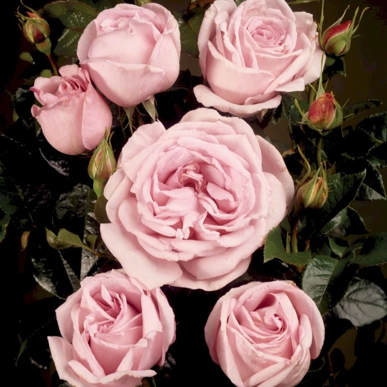 'Bering™ Renaissance'® Rosa X 'Bering™ Renaissance'® (Renaissancerose) A-Kvalitet,- barrods roser min. 3 grene 'Bering™ Renaissance'® Rosa X 'Bering™ Renaissance'® (Renaissancerose) A-Kvalitet,- Barrods Roser Min. 3 Grene -Plantetorvet p401 52114 rosa x bering renaissance renaissancerose 4559