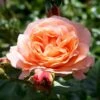 'Bonita™ Renaissance'® Rosa X 'Bonita™ Renaissance'® (Renaissancerose) A-Kvalitet,- Barrods Roser Min. 3 Grene -Plantetorvet p402 52120 rosa x bonita renaissance renaissancerose 2bc2