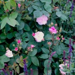 'Felicia' Rosa Moschata 'Felicia' (Moskusrose) A-Kvalitet,- Barrods Roser Min. 3 Grene -Plantetorvet p4033 52369 rosa moschata felicia moschatarose b108