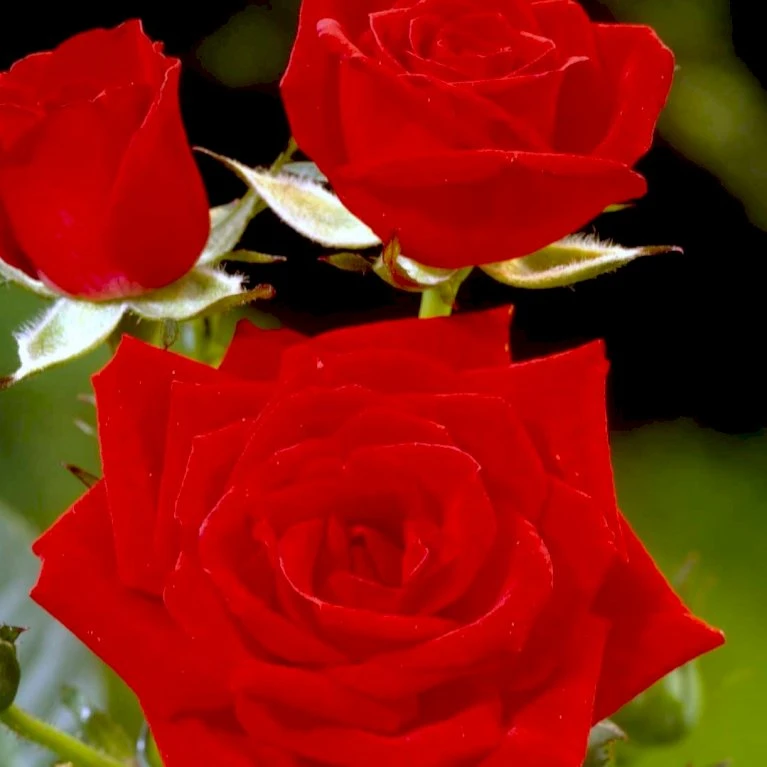 'Brillant'® Rosa X 'Brillant'® (Slyngrose) A-Kvalitet,- barrods roser min. 3 grene 'Brillant'® Rosa X 'Brillant'® (Slyngrose) A-Kvalitet,- Barrods Roser Min. 3 Grene -Plantetorvet p403 52317 rosa x brillant slyngrose 72da