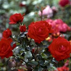 'Brillant'® Rosa X 'Brillant'® (Slyngrose) A-Kvalitet,- Barrods Roser Min. 3 Grene 5 'Brillant'® Rosa X 'Brillant'® (Slyngrose) A-Kvalitet,- Barrods Roser Min. 3 Grene -Plantetorvet p403 52318 rosa x brillant slyngrose 69c4