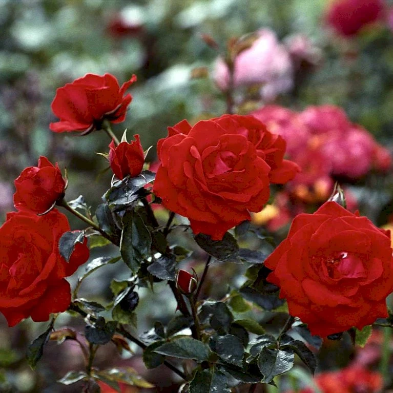 'Brillant'® Rosa X 'Brillant'® (Slyngrose) A-Kvalitet,- barrods roser min. 3 grene 'Brillant'® Rosa X 'Brillant'® (Slyngrose) A-Kvalitet,- Barrods Roser Min. 3 Grene -Plantetorvet p403 52318 rosa x brillant slyngrose 69c4