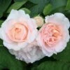'Clair™ Renaissance'® Rosa X 'Clair™ Renaissance'® (Renaissancerose) A-Kvalitet,- Barrods Roser Min. 3 Grene -Plantetorvet p404 52129 rosa x clair renaissance renaissancerose 6ad0