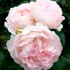 'Clair™ Renaissance'® Rosa X 'Clair™ Renaissance'® (Renaissancerose) A-Kvalitet,- Barrods Roser Min. 3 Grene 5 'Clair™ Renaissance'® Rosa X 'Clair™ Renaissance'® (Renaissancerose) A-Kvalitet,- Barrods Roser Min. 3 Grene -Plantetorvet p404 52131 rosa x clair renaissance renaissancerose 05bd