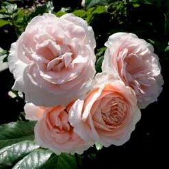 'Clair™ Renaissance'® Rosa X 'Clair™ Renaissance'® (Renaissancerose) A-Kvalitet,- Barrods Roser Min. 3 Grene 6 'Clair™ Renaissance'® Rosa X 'Clair™ Renaissance'® (Renaissancerose) A-Kvalitet,- Barrods Roser Min. 3 Grene -Plantetorvet p404 52132 rosa x clair renaissance renaissancerose fd57