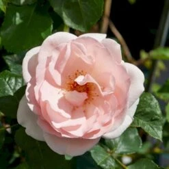 'Clair™ Renaissance'® Rosa X 'Clair™ Renaissance'® (Renaissancerose) A-Kvalitet,- Barrods Roser Min. 3 Grene 7 'Clair™ Renaissance'® Rosa X 'Clair™ Renaissance'® (Renaissancerose) A-Kvalitet,- Barrods Roser Min. 3 Grene -Plantetorvet p404 52133 rosa x clair renaissance renaissancerose 2bae