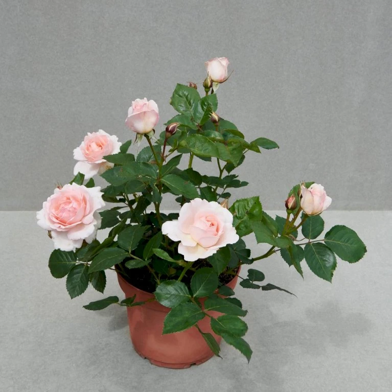 'Clair™ Renaissance'® Rosa X 'Clair™ Renaissance'® (Renaissancerose) A-Kvalitet,- barrods roser min. 3 grene 'Clair™ Renaissance'® Rosa X 'Clair™ Renaissance'® (Renaissancerose) A-Kvalitet,- Barrods Roser Min. 3 Grene -Plantetorvet p404 52134 rosa x clair renaissance renaissancerose 5ef7