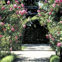 'Étude' Rosa X 'Étude' (Buskrose) A-Kvalitet,- Barrods Roser Min. 3 Grene 4 'Étude' Rosa X 'Étude' (Buskrose) A-Kvalitet,- Barrods Roser Min. 3 Grene -Plantetorvet p407 52367 rosa x etude buskrose deef