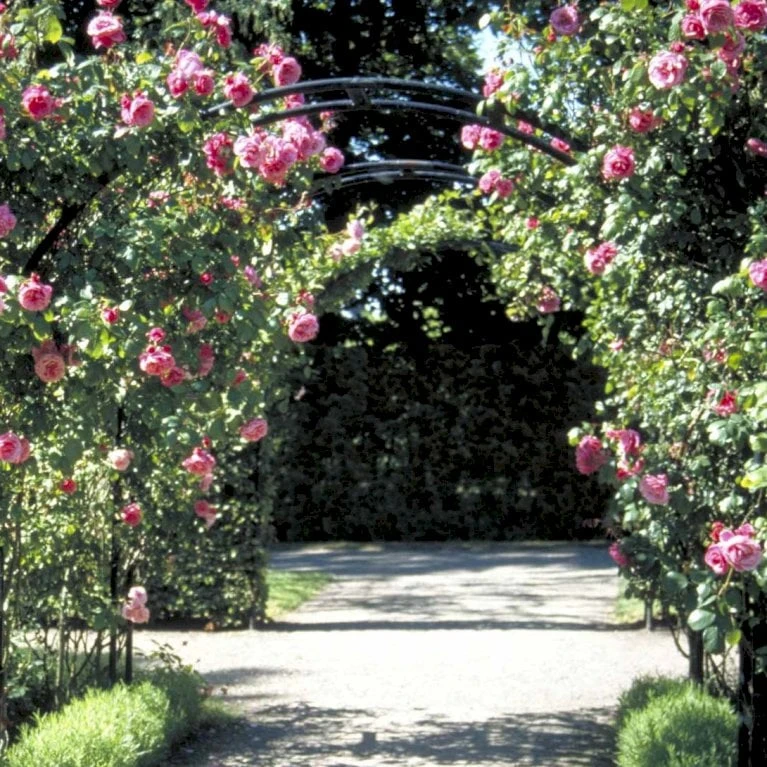 'Étude' Rosa X 'Étude' (Buskrose) A-Kvalitet,- barrods roser min. 3 grene 'Étude' Rosa X 'Étude' (Buskrose) A-Kvalitet,- Barrods Roser Min. 3 Grene -Plantetorvet p407 52367 rosa x etude buskrose deef